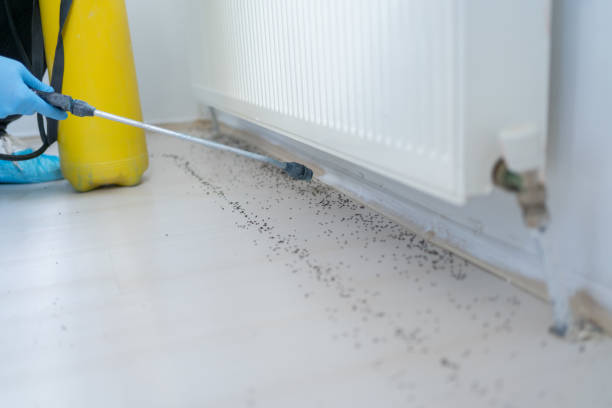 Best Insect Control  in West Haven, CT