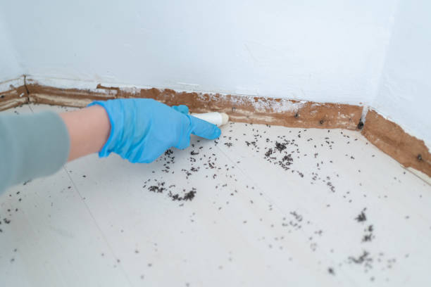 Reliable West Haven, CT Pest Control Solutions